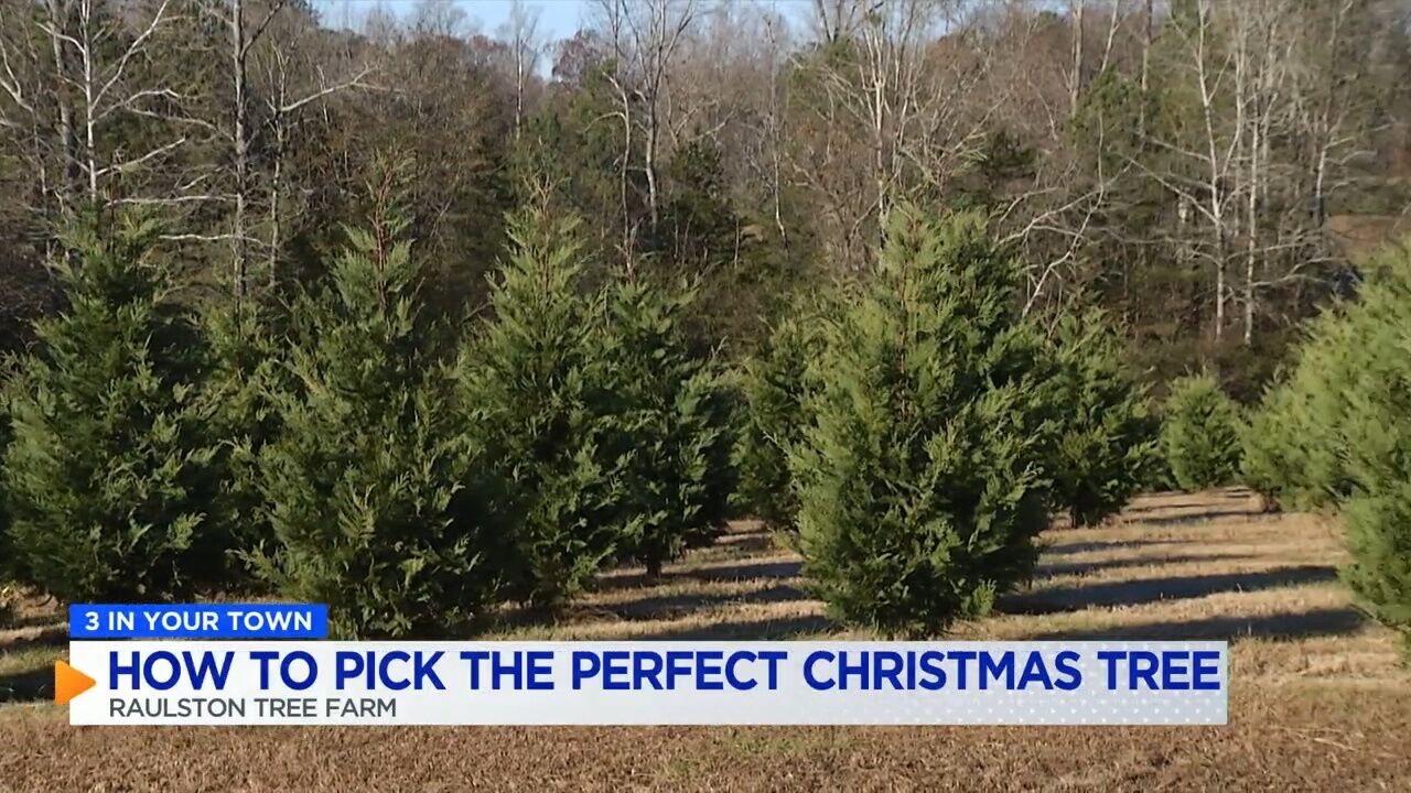 3 IN YOUR TOWN: How to pick the perfect Christmas tree